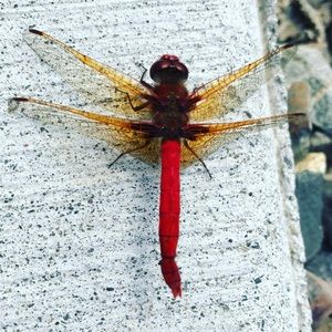 Meet your Posher, Mallori